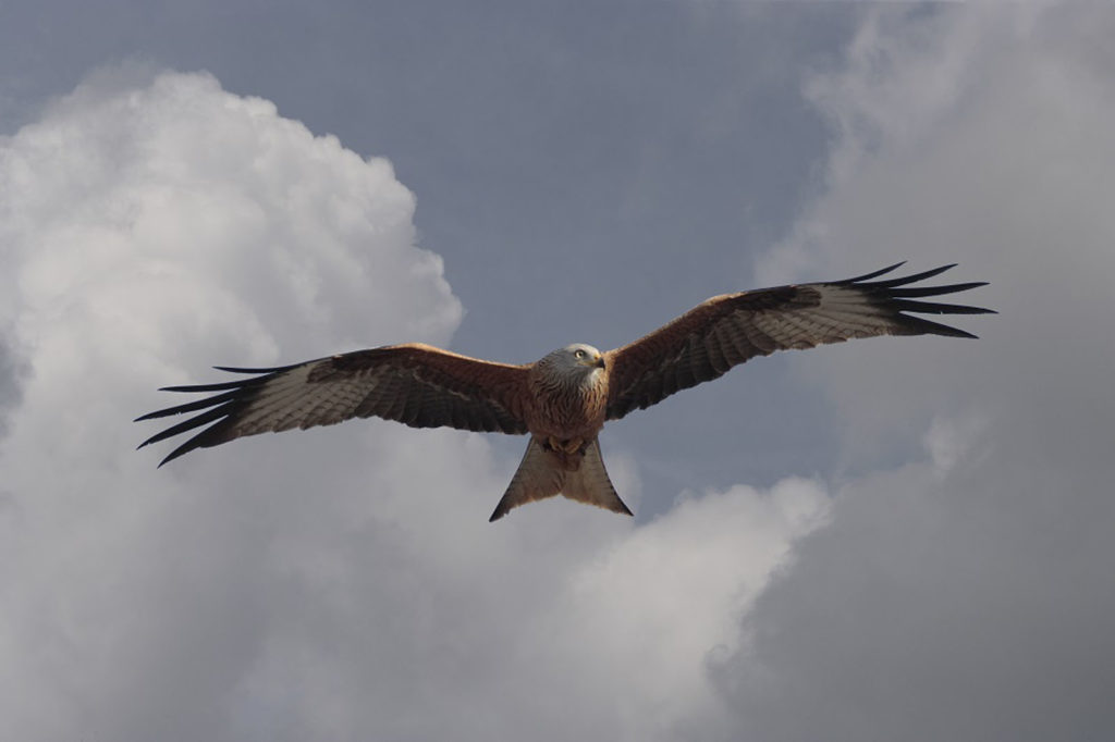 découvrir les rapaces d'auvergne et de lozère