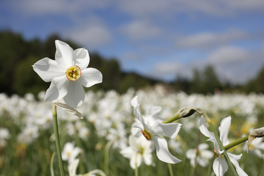 découvrir les Narcisse des poètes en lozère